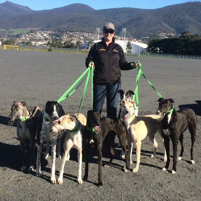 GREYHOUNDS GALORE: GAP Tas coordinator Susan Gittus with greyhounds at an adoption day. Picture: Supplied. 