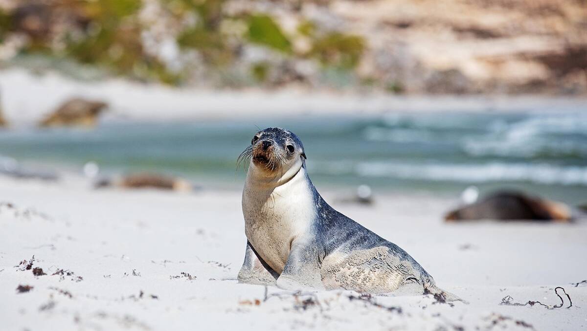 Seal Bay Conservation Park … private access for guests at Southern Ocean Lodge.