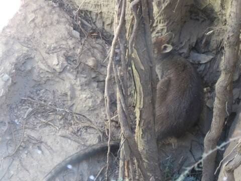 The wallaby had no way of freeing itself from the mine shaft, which was about nine metres deep. Picture: SUPPLIED