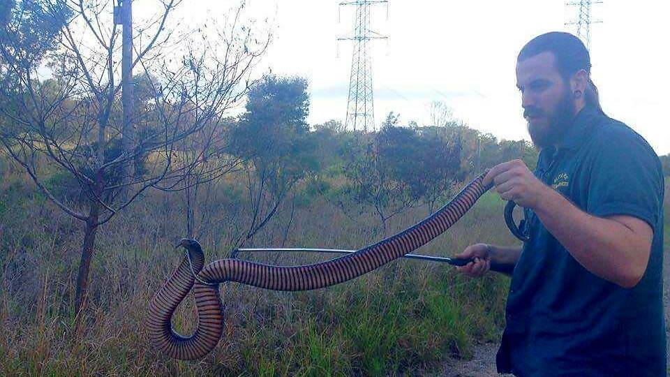 BIG FELLA: Stewart Lalor with this wopper red-bellied black snake at Mt Cotton.