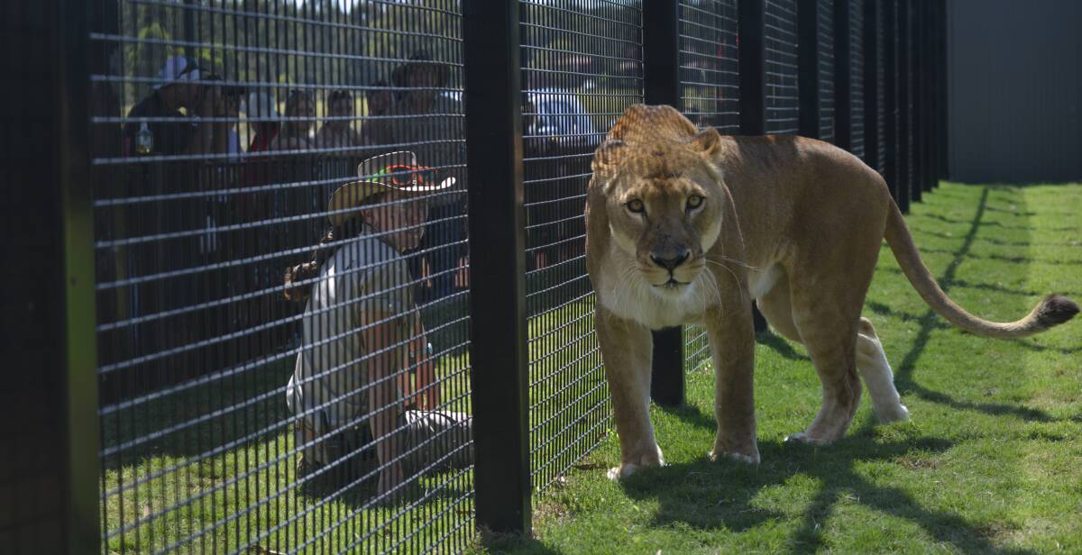 BIG CATCH: Hunter Valley Zoo added a pride of African lions in December last year and plans on adding another soon. Picture: FAIRFAX MEDIA
