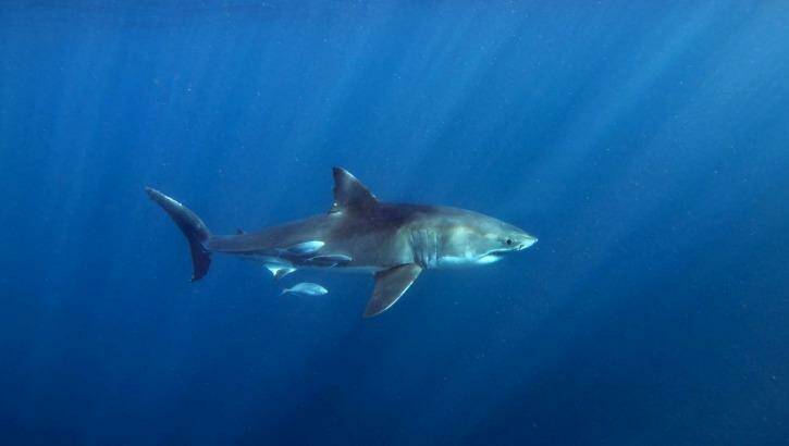 New analysis shows no link between the density of sharks and the number of attacks in an area. Photo: Richard Vevers