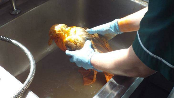 Staff cleaned the seagull's feathers using dish-washing liquid. Photo: Vale Wildlife Hospital
