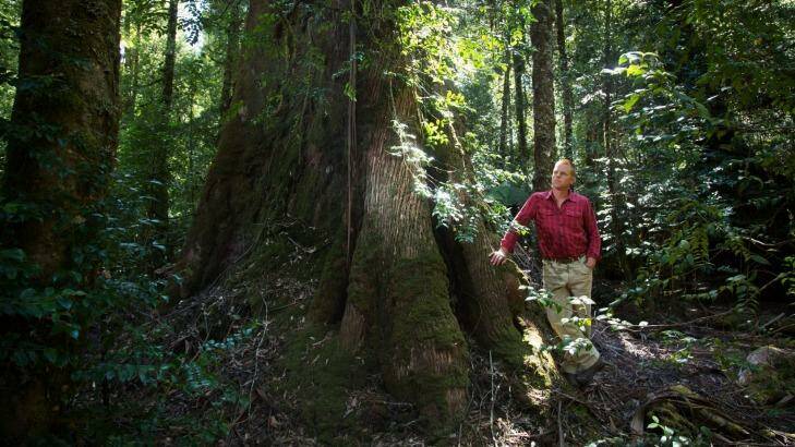 In deep: Tasmanian campaign manager of the Wilderness Society, Vica Bayley, in Styx Valley. Photo: Peter Mathew