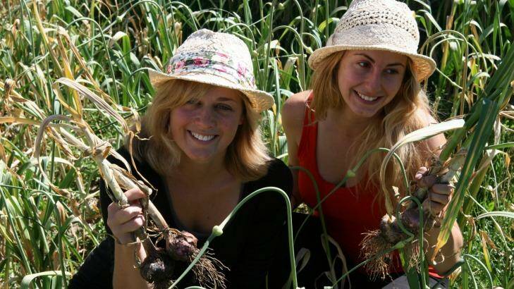 Pull it up: Chiara Cattaneo and Sara Bigatti from Bergamo, Italy help harvest garlic at Loriendale.