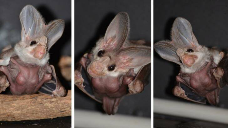 Three views of the ghost bat pup, born at Taronga Zoo. Photo: Vanessa Stebbings, Taronga Zoo