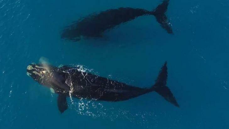 Whales swim next to a paddle boarder of Esperance in WA Photo: Jaimen Hudson