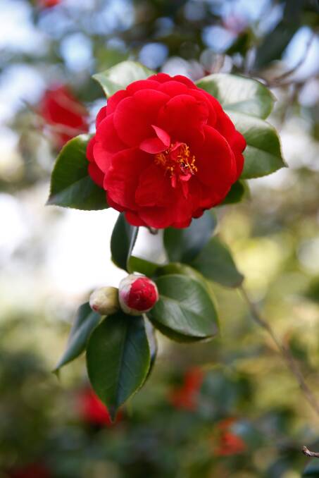  A camellia japonica