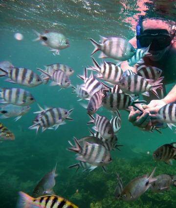 Friendly fish: Snorkelling in  Mauritius.

