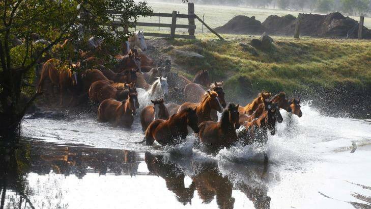 Running of the Horses at Glenworth Valley. Photo: Peter Rae