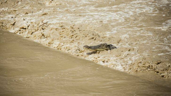 The very short turning of the tide over the causeway has brought up to 40 saltwater crocodiles to the area. Photo: Glenn Campbell