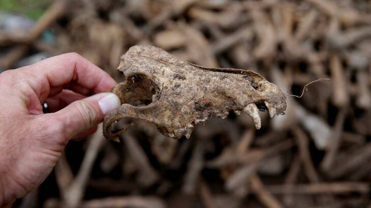 One of the greyhound bones found at the site. Photo: Jonathan Carroll JCA
