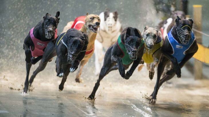 The NSW government launched a $1.6 million advertising blitz to back up its decision to ban greyhound racing. Photo: Craig Golding