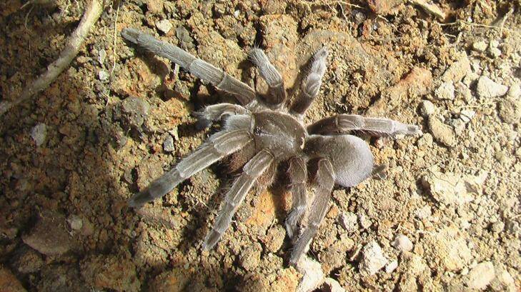 Top End tarantula: One of an estimated 25,000 diving arachnids, which are yet to be given a scientific name. 
