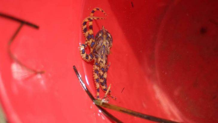 The deadly blue-ringed octopus found in the mouth of Candlagan Creek. Photo: Supplied