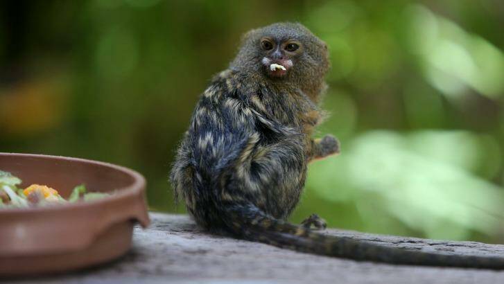 Jo is the mother and breeding partner of the three monkeys stolen.  Photo: Robert Peet