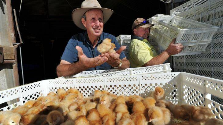 NSW Farmers Egg Committee chairman Bede Burke with a new delivery of 27,000 day-old chicks. Photo: Paul Mathews
