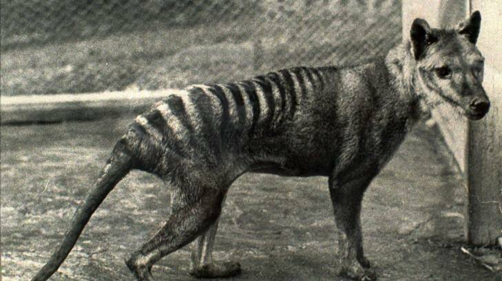 The last known Tasmanian tiger, seen in 1936, the year it died in a Hobart zoo.  Photo: Tasmanian Museum