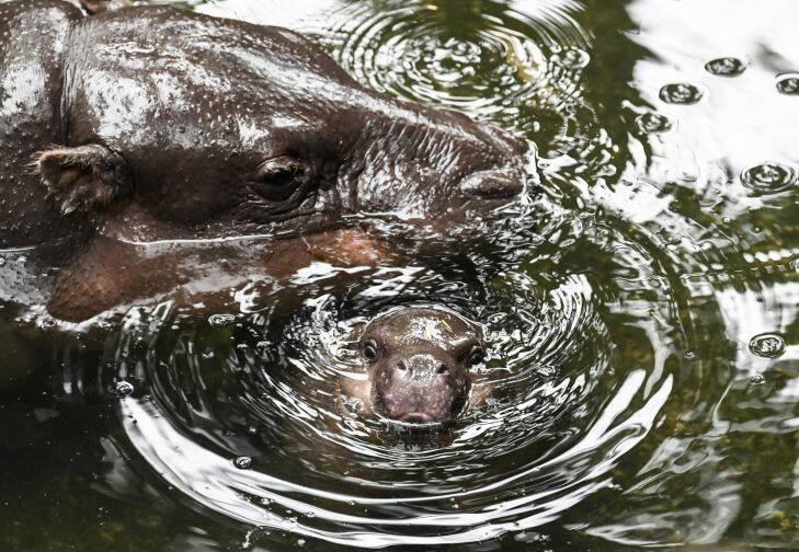SMH News. Phto shows, Taronga Zoo??????s Pygmy Hippo calf make its public debut alongside first-time mother Kambiri. Born on 21 February, the calf is the first Pygmy Hippo born at Taronga since 2010. The calf is very energetic and learning to swim under the watchful eye of its mother and keepers.
With as few as 2,000-3,000 Pygmy Hippos remaining in the wild, every birth is an important addition to the region??????s insurance population for this endangered species. Photo by, Peter Rae Friday 17 March 2017. Photo: Peter Rae 