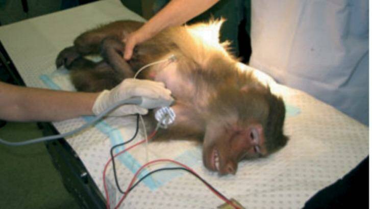 Photo of a baboon undergoing experimental testing at Royal Prince Alfred Hospital Sydney. Photo:  Source Journal of Medical Primatology