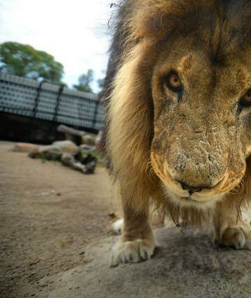 A male lion takes a closer look at visitors at the Melbourne Zoo. Photo: Justin McManus