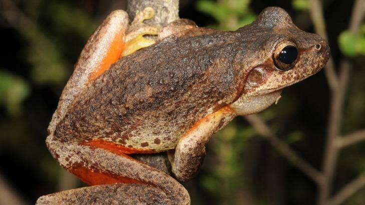 A brown tree frog. Photo: Graeme Gillespie