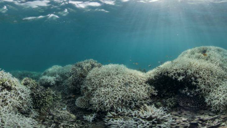 Coral bleaching at Lizard Island, Great Barrier Reef. Photo: Climate Council