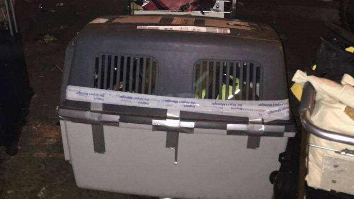 German sniffer dog arrives at Tribhuvan International Airport, Kathmandu. Photo: Matt Wade