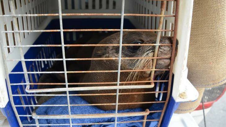 It's a mystery as to how this young sea lion wound up 40km from the South Australian coast. Photo: Murray Valley Standard