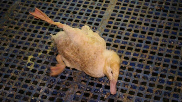 A photo of a lame duck in a Tinder Creek shed taken in late 2015. Photo: Animal Liberation