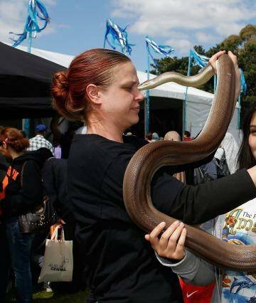 A girl enjoys getting up-close and personal with a snake at the Auburn Festival. Photo: Daniel Munoz