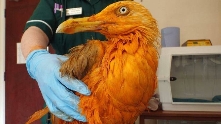 A seagull ended up covered in curry sauce near Gloucestershire in Britain. Photo: Vale Wildlife Hospital