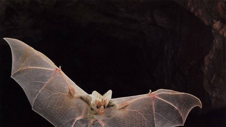 Beautiful "ghost-like" appearance: a ghost bat in flight.. Photo: Duncan MacKenzie