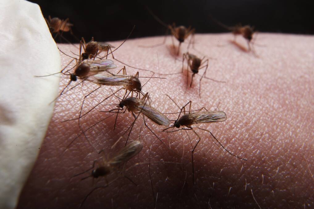 Watch out for mozzies, health authorities warn
