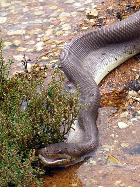 Snake eats croc: Photos, Video