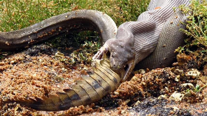 Snake eats croc: Photos, Video