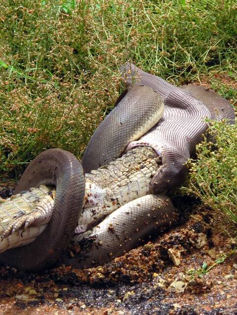Inch by inch the python engulfs the 45 cm crocodile. Photos by MARVIN MULLER 